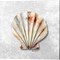 Shell Collector by Kelley Talent 14" x 14" Canvas Wall Art (Set of 2)